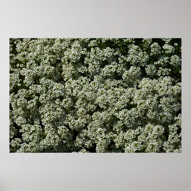 Poster Fleurs d'Alyssum doux Floral blanc (Devant)