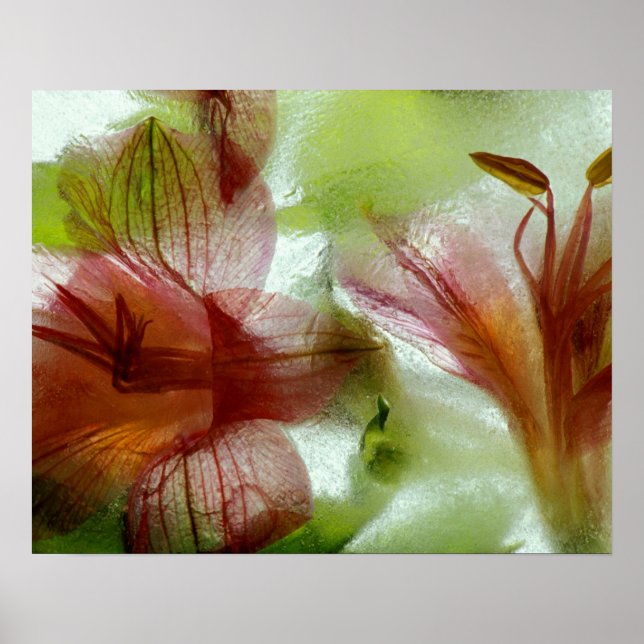 Poster Fleurs dans la glace (Devant)