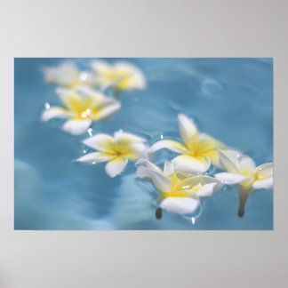 Poster Fleurs dans l'eau