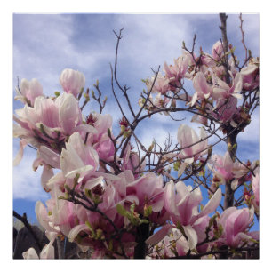 Poster Fleurs d'arbre de tulipe