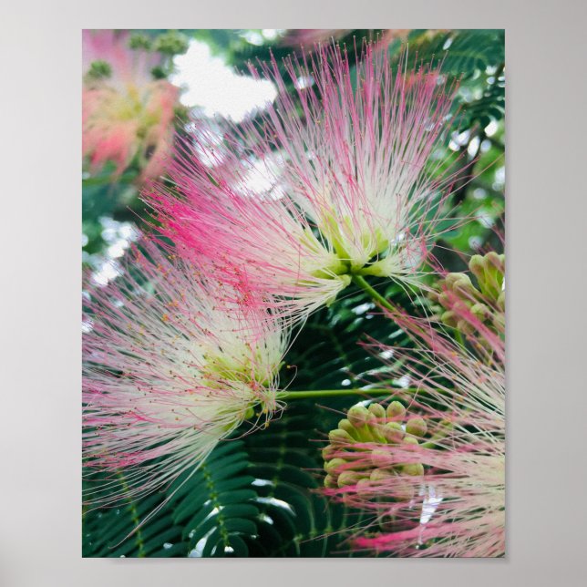 Poster Fleurs d'arbre mimosa (Devant)