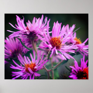 Poster Fleurs d'aster rose de la Nouvelle-Angleterre