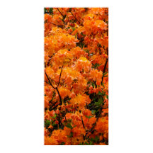 Fleurs d'Azalée Flamboyante