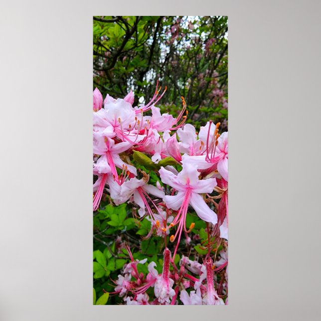 Poster Fleurs d'azalée rose (Devant)