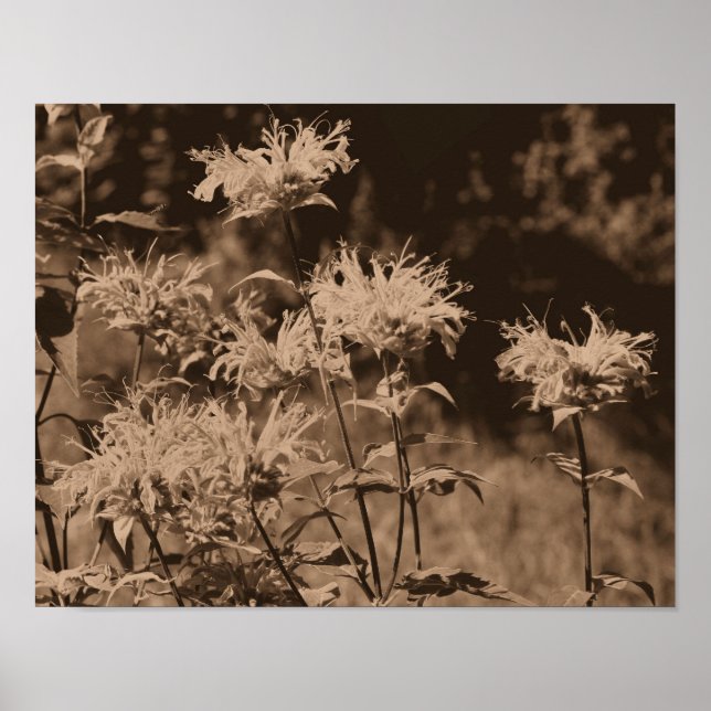 Poster Fleurs De Balme D'Abeille Sauvage À Sepia Brown (Devant)