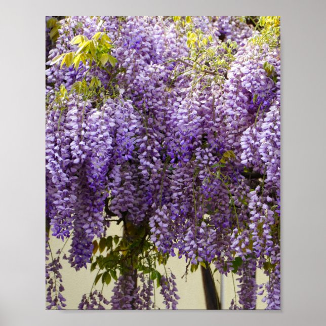 Poster Fleurs de bisteria violet (Devant)