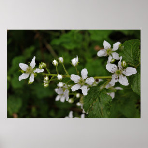 Poster Fleurs de Blackberry