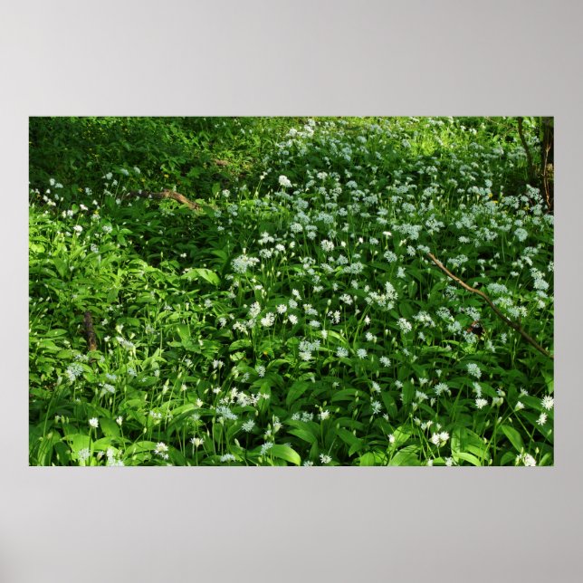 Poster Fleurs de bois (Devant)