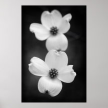 Fleurs de bois de chien en noir et blanc