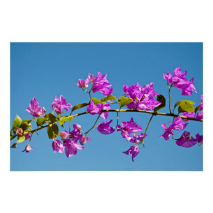 Poster Fleurs de bougainvillée