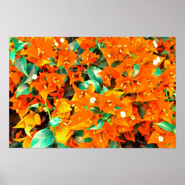 Poster Fleurs de bougainvillée orange vibrant (Devant)