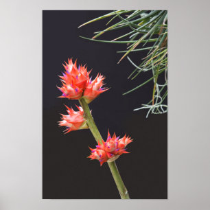 Poster Fleurs de broméliade et tige