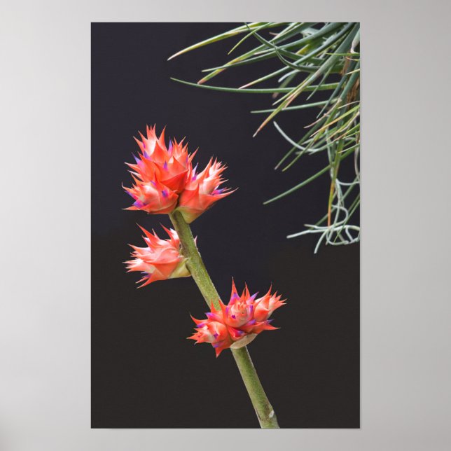 Poster Fleurs de broméliade et tige (Devant)