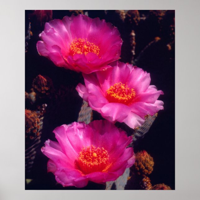 Poster Fleurs de cactus à bec 2 (Devant)