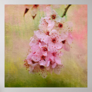 Poster Fleurs de cerisiers