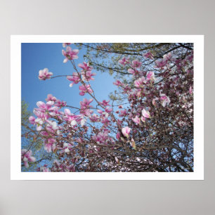 Poster Fleurs de cerisiers