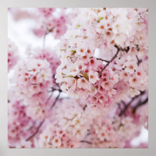 Poster Fleurs de cerisiers