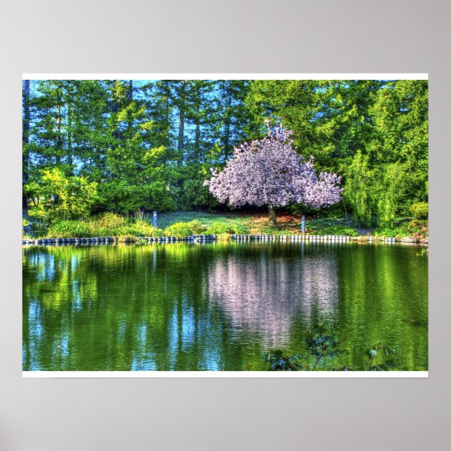 Poster Fleurs de cerisiers (Devant)