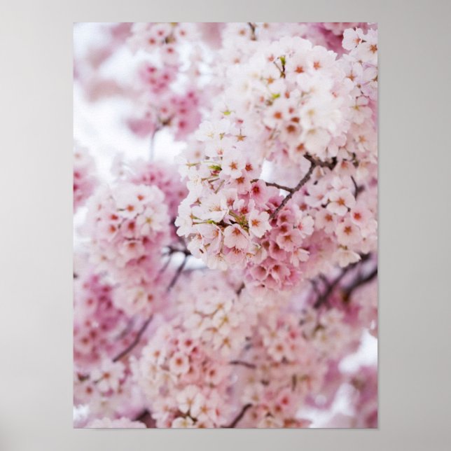 Poster Fleurs de cerisiers (Devant)