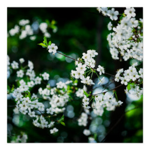 Poster Fleurs de cerisiers blancs Feuilles verts