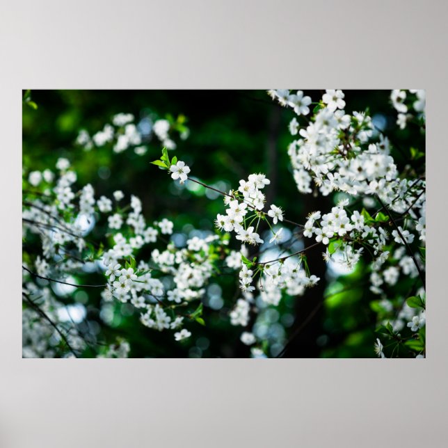 Poster Fleurs de cerisiers blancs Feuilles verts (Devant)