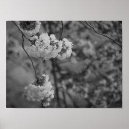 Poster Fleurs de cerisiers Imprimer noir et blanc