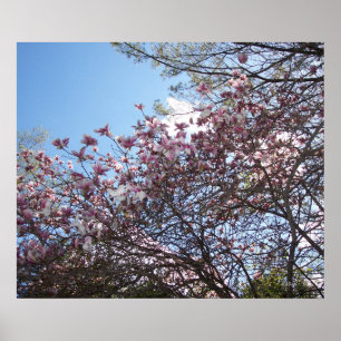 Poster Fleurs de cerisiers printanières