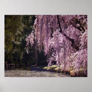 Poster Fleurs De Cerisiers Sur Les Arbres Sur L'Eau, Peti
