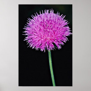 Poster Fleurs de chardon du Texas (texanum de Cirsium)