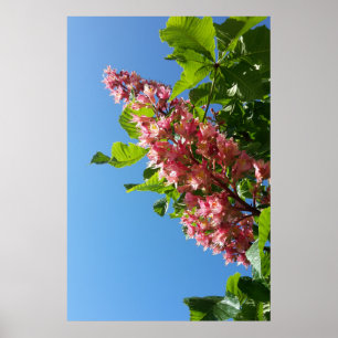 Poster Fleurs de châtaigniers en fleurs au printemps