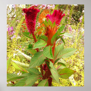 POSTER FLEURS DE COCKSCOMB