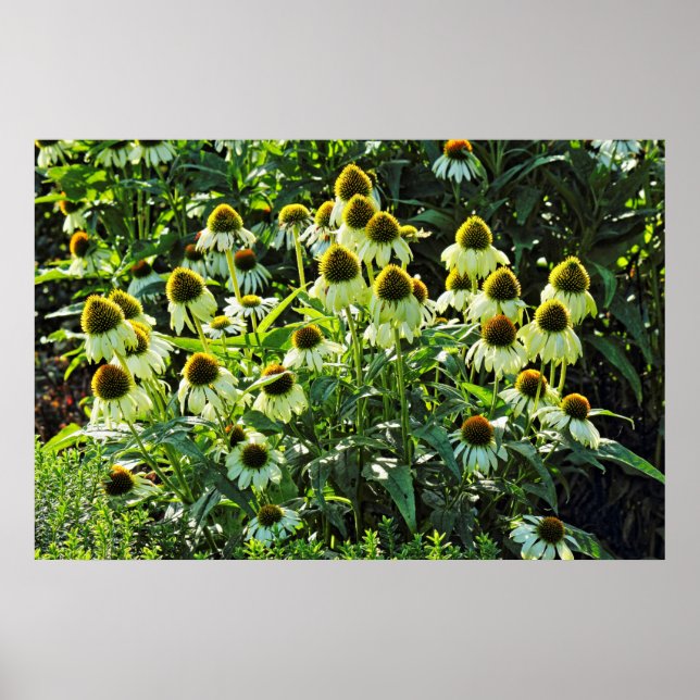 Poster Fleurs de cônes, Bute Park, Cardiff, Pays de Galle (Devant)