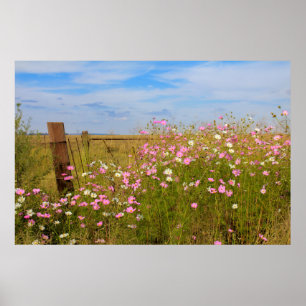 Poster Fleurs de cosmos dans le domaine