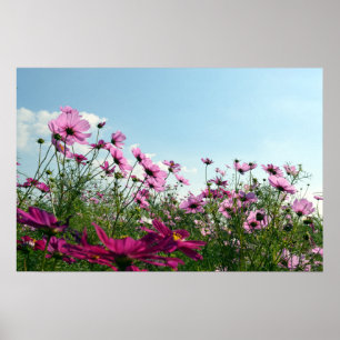 Poster Fleurs de cosmos du Japon