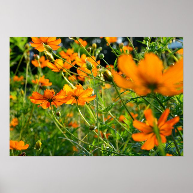Poster Fleurs de Cosmos orange (Devant)