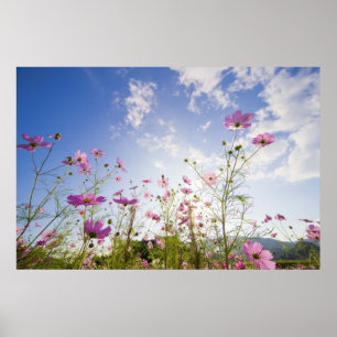 Poster Fleurs de cosmos. Otsu, préfecture de Shiga, Japon