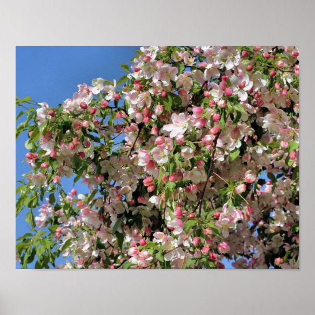 Poster Fleurs De Crabappes De Printemps Rose Et Blanc (Devant)