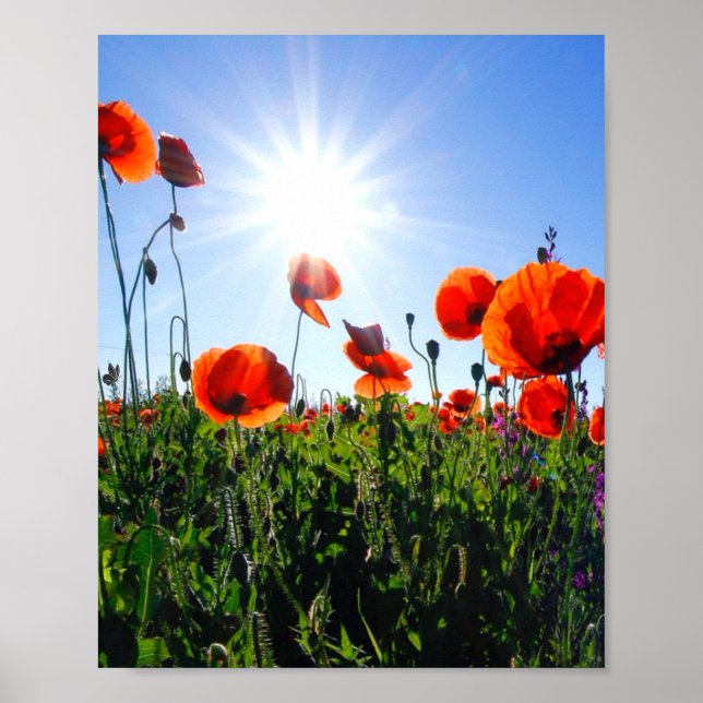Poster Fleurs de crapets rouges sauvages (Devant)