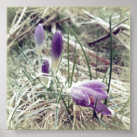 Fleurs de crocus de printemps gelées