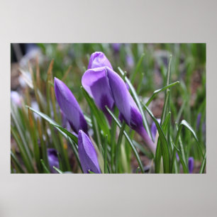 Poster Fleurs de crocus violettes,番红花