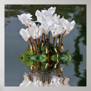 Poster Fleurs de cyclamen blanc dans l'eau