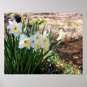 Poster Fleurs De Daffodiles Blanches Par Brook