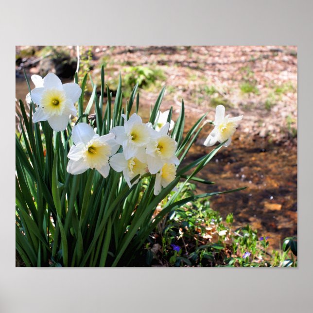 Poster Fleurs De Daffodiles Blanches Par Brook (Devant)