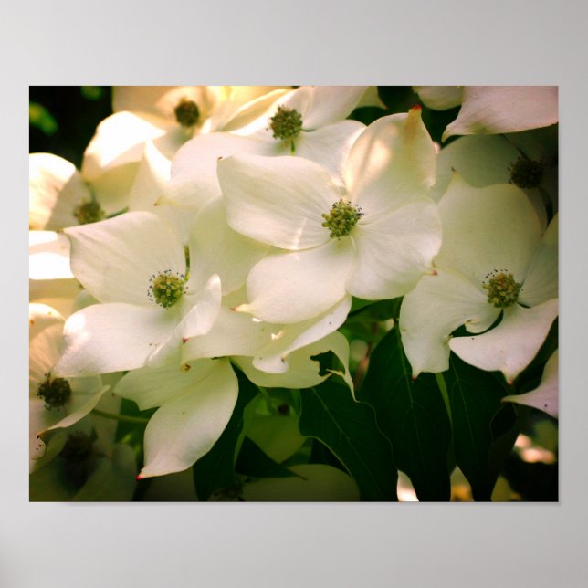 Poster Fleurs de Dogwood Blanc (Devant)