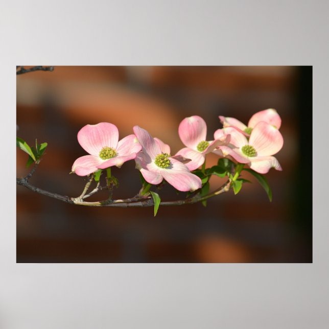 Poster Fleurs de Dogwood Rose (Devant)