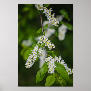 Poster Fleurs de fleurs de cerisiers d'oiseaux Blanc vert