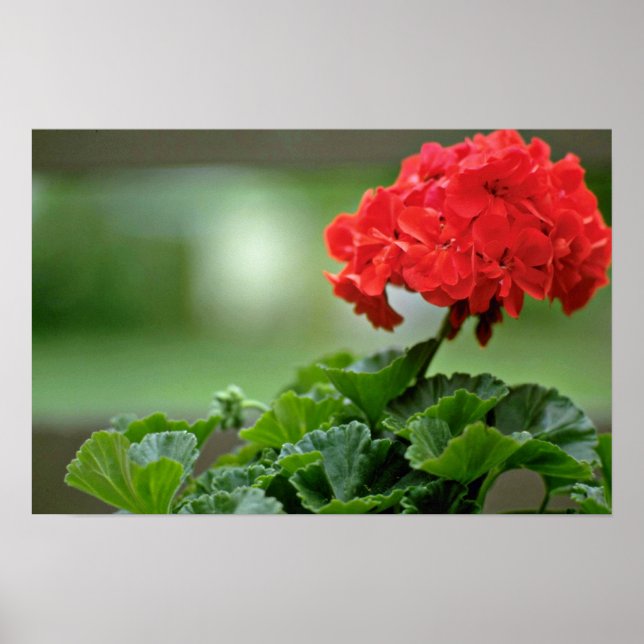 Poster Fleurs de fleurs de géranium rouge (Devant)