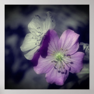 Poster Fleurs de géranium violet Couleur partielle