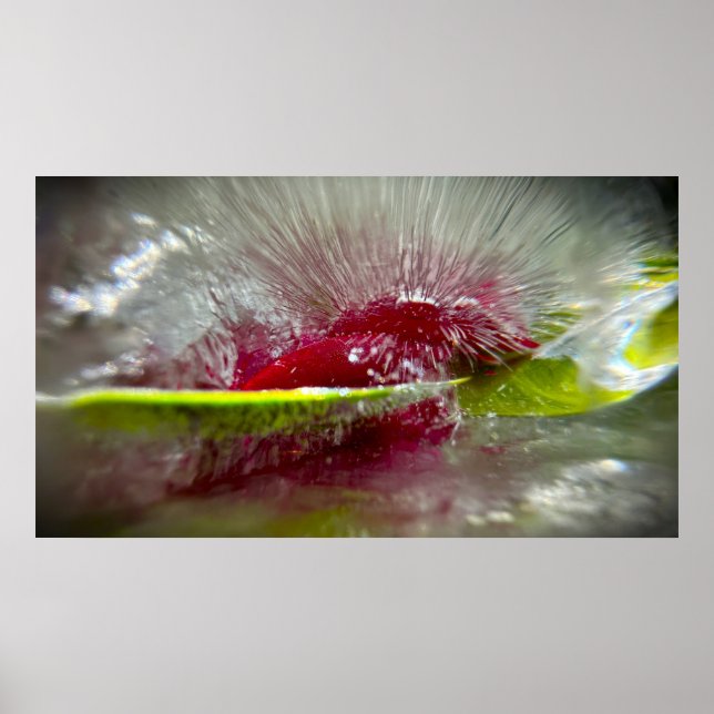 Poster Fleurs de Glace (Devant)