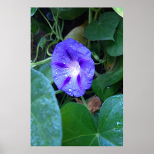 Poster Fleurs de gloire du matin, Ipomoea avec Raindrops